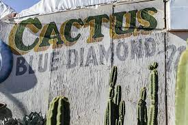 I wanted a joshua tree for my back yard here in las vegas. Finding The Southwest At Cactus Joe S Las Vegas Weekly