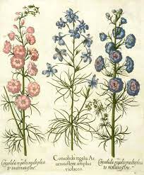 Consolida Regalis Forking Larkspur From Hortus Eystettensis Garden Of Eichstatt Nurnberg 1 Botanical Illustration Botanical Drawings Flower Illustration