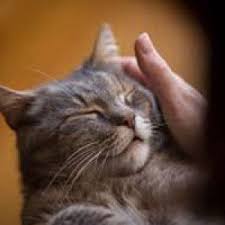 Ruyada Kedi Olmesi Ruyatabirleri Blog Ruya Tabirleri