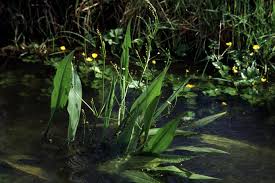 Image result for Aneilema lanceolatum