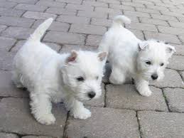 Pics Of Westies Westie Puppies Westie Dogs Terrier Puppies