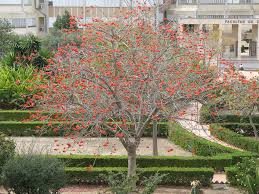 Image result for Erythrina lysistemon