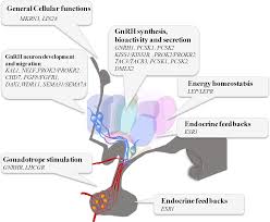 Figure 4 from The timing of puberty (oocyte quality and management)