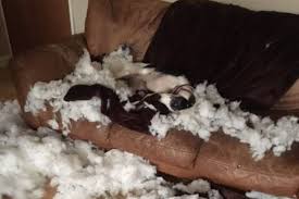 We did not find results for: Dog Pulls Adorable Guilty Face After Ripping Up Family S Sofa For The Third Time Mirror Online