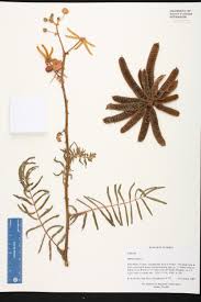 Image result for Mimosa pigra