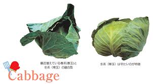 キャベツ 甘藍 産地 野菜 栄養 機能性 調理