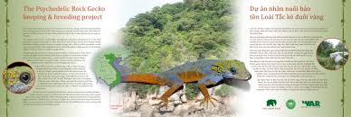 Cnemaspis psychedelica grismer, ngo & grismer, 2010. Building Of A Conservation Breeding Facility For The Psychedelic Rock Gecko Cnemaspis Psychedelica In Southern Vietnam Sciencedirect