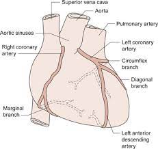 There is a diagonal artery that is a branch of the left coronary artery on the surface of the heart. Number Of Diagonal Arteries Coronary Artery Bypass Surgery Heart Bypass Redirects Here