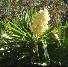 Image result for Yucca gigantea