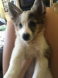 Australian Shepherd Mix Black And Brown Australian Shepherd Mixed With American Eskimo Puppy American Eskimo Dog Mix American Eskimo Dog American Eskimo Puppy