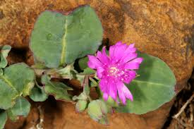 Image result for Corbichonia decumbens