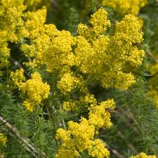 Image result for Galium verum