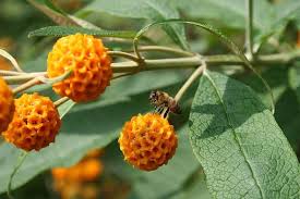 Native to east asia and south america. Buddleja Globosa Buddleia Globosa Orange Ball Buddleia Orange Ball Tree Plant Lust