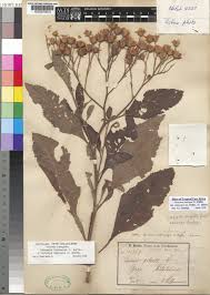 Image result for Vernonia lasiopus