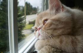 Kedi Depresyonu Hakkinda Bilmeniz Gereken 14 Onemli Sey Listelist Com