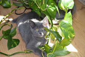 Repulsif Naturel Pour Les Chats Pour Sauver Vos Meubles Recette En 2020 Chat Repulsif Chat Naturel Mobilier De Salon