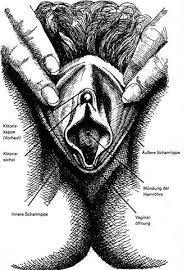 Bitte geben sie bei der bestellung an, welche farben sie für die vulva (außen), schamlippen (lippen), klitoris (knopf), vagina (innen) und schamhaar wünschen. 2 Scheideneingange Gesundheit Anatomie Scheide
