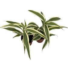 Image result for Dracaena sanderiana
