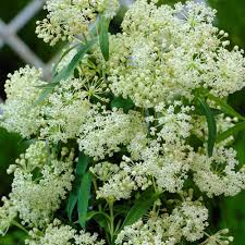 Milkweed Bushes Plants Garden Flowers The Home Depot