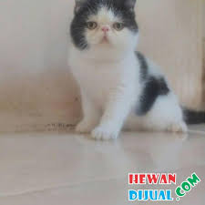 Mata biru berubah merah jika terkena cahaya. Dijual Kucing Persia Exotic Di Pekanbaru Hewandijual Com