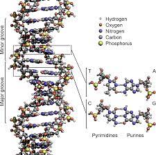 Dna analysis portfolio as part of the interview process for your dream job, you have been asked for evidence of your expertise in the field of forensic dna analysis. Dna Wikipedia