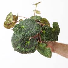Image result for Begonia loranthoides