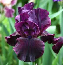 Iris flowers for sale near me. Ebony Angel Available For Purchase At Presby S Iris Plant Sale May 10 And 11 From 10am To 5pm Iris Flowers Iris Plant Iris Garden
