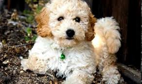 Buying a puppy is a major committment and we want you to be prepared to give our puppies the best possible homes. Breeders Minnesota