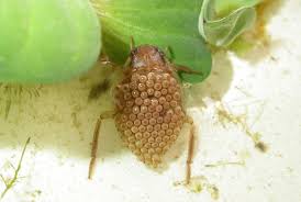 Image result for Diplorhynchus