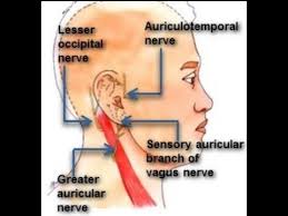 Image result for Ear Nerve Block