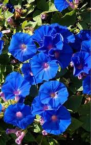 Sarmasik Olarak Da Bilinen Gunduz Sefasi Blue Morning Glory Beautiful Flowers Flower Gift