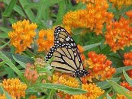 Milkweeds Such As This Butterflyweed Asclepias Tuberosa Are Important Host Plants For Monarch Butterflies Butterfly Plants Butterfly Flowers Butterfly Garden