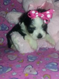 Favorite this post jul 13 Maltipoo Pets And Animals For Sale Austin Tx