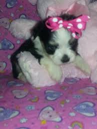 That's why we select the most superior bloodlines and treat everybody as one. Adorable Maltipoo Yorkiepoo And Chorkie Puppies For Sale In Waco Texas Classified Americanlisted Com