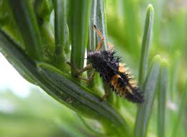 When you plant a few fruit trees, you are offering an invitation to hundreds of different forms of life. Beneficial Insects Tree Integrated Pest Management