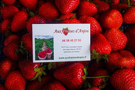 Vente Cueillette Producteur Fraises Loire Authion Brain