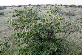 Image result for Croton dichogamus