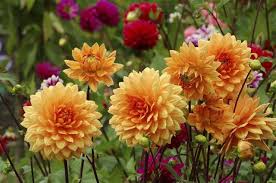 Pin by qadeershaw on heart touching poetry urdu poetry romantic. Awesome Quotes And Sayings About Flowers For A Slice Of Happy Quotabulary