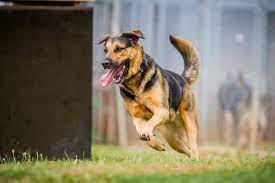 Informiere dich über neue schäferhund mischling kaufen. Schaferhund Mix Mischling Schaeferhundseite De