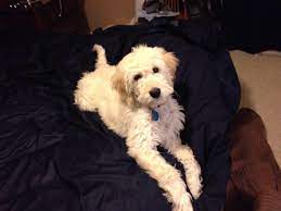 5 males available and 1 female. F2b Goldendoodles For Sale Home Facebook
