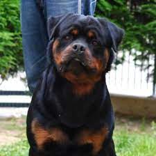 Look forward to buy a rottweiler pup for your family? Rottweiler Puppies Pets And Animals For Sale Texas