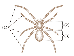 Spider Anatomy Wikipedia