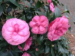 Camellia Japonica Early Autumn 2001 Flowers Camellia Bloom