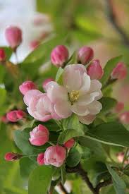 картинка я люблю свою работу я приду сюда в субботу Pin By Monique On Blomster In 2020 Beautiful Flowers Pretty Flowers Flowers Nature
