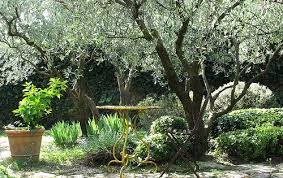 Le Jardin Provencaux De Pierre Berge Par Michel Semini Mediterranean Garden Design Provence Garden Mediterranean Garden
