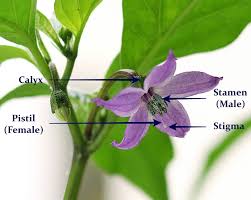 Depending on what type of plant is pollinated, the process will vary. How To Self Pollinate Chilli Flowers With Your Hand Sou San S World Of Dreams