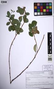 Image result for Grona adscendens