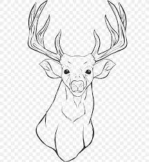 See more ideas about deer, deer pictures, whitetail deer pictures. White Tailed Deer Colouring Pages Coloring Book Drawing Png 700x892px Whitetailed Deer Adult Animal Antler Artwork