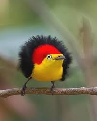 Birds Lyrics Imagine Dragons Meaning Birds Board Book Birds Lyrics Imagine In 2020 Birds Beautiful Birds Funny Birds