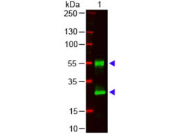 Z_code_z rae plaited heeled mules in tan hs c ode: Anti Mouse Anti Igg Antibody Products Biocompare